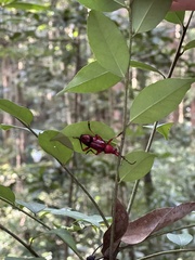 Dicelosternus corallinus