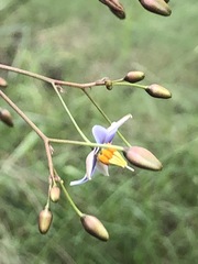 Dianella callicarpa