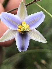 Dianella callicarpa
