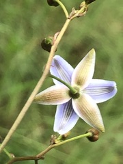 Dianella callicarpa