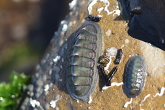 Ischnochiton australis