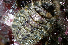 Mopalia porifera