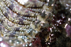 Mopalia porifera