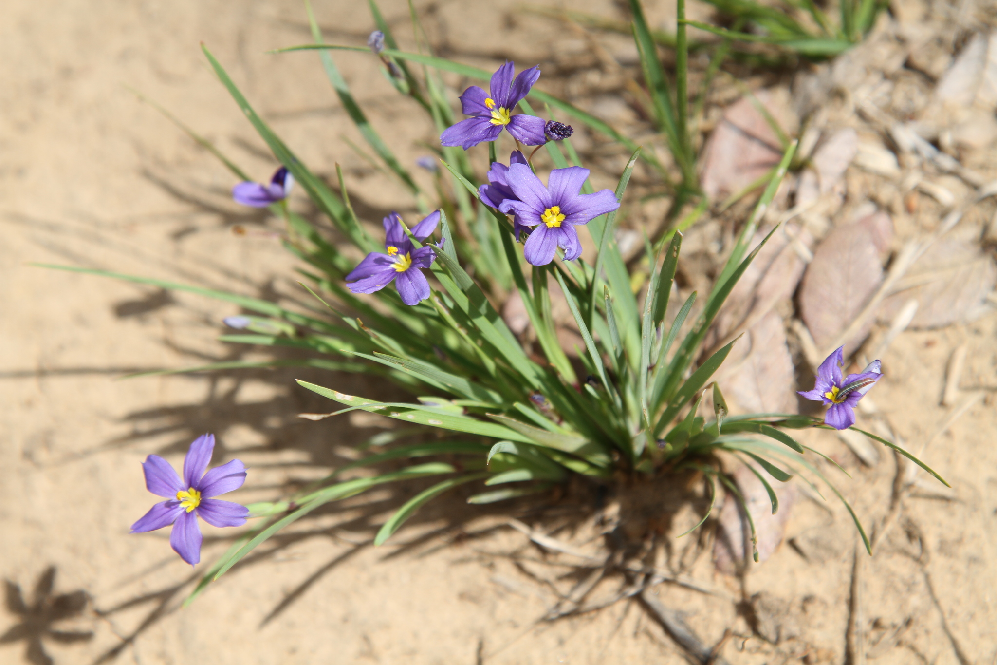 Sisyrinchium langloisii