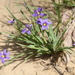 Roadside Blue-eyed Grass - Photo (c) Bob O'Kennon, some rights reserved (CC BY-NC), uploaded by Bob O'Kennon