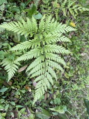 Parapolystichum microsorum