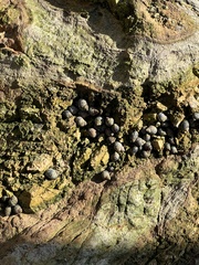 Littorina subrotundata