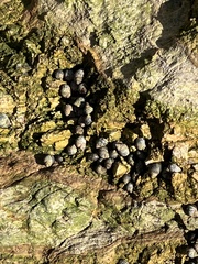 Littorina subrotundata