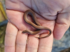 Duberria lutrix