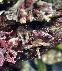 Hydrocoryne bodegensis