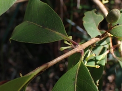 Notelaea venosa