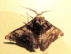 Hypobapta diffundens