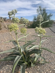 Asclepias erosa