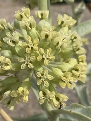 Asclepias erosa
