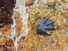 Scutellastra longicosta