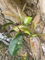Tristaniopsis laurina