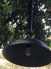 Acridotheres tristis