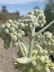 Asclepias erosa