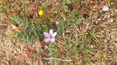 Erodium