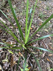 Lomandra hystrix