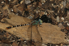 Erpetogomphus lampropeltis natrix