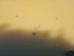 Trachemys scripta elegans