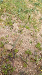 Leucocoryne purpurea