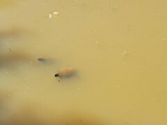 Trachemys scripta elegans