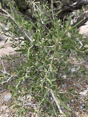 Peraphyllum ramosissimum