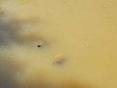 Trachemys scripta elegans