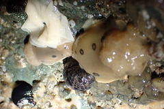 Diaulula sandiegensis