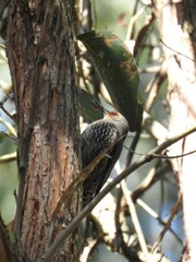 Climacteris erythrops