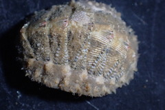 Polyplacophora