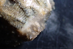 Polyplacophora