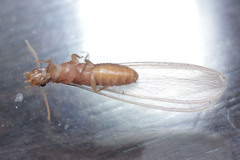 Termitoidae