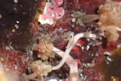 Hydrocoryne bodegensis