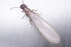 Termitoidae