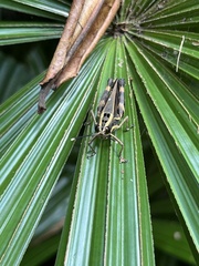 Traulia azureipennis