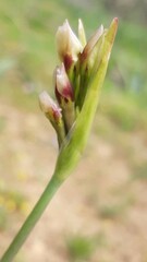 Leucocoryne purpurea