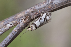 Philobota impletella