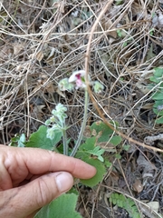 Pelargonium tomentosum