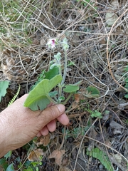 Pelargonium tomentosum