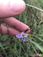 Dianella callicarpa