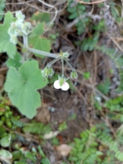 Pelargonium tomentosum