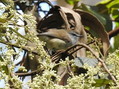 Gerygone mouki