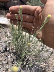 Brickellia oblongifolia