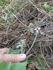Pelargonium tomentosum