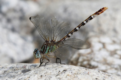 Erpetogomphus lampropeltis natrix