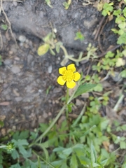Ranunculus multifidus