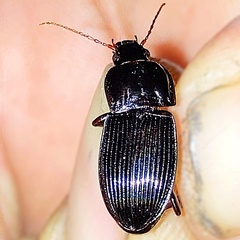 Pterostichus permundus